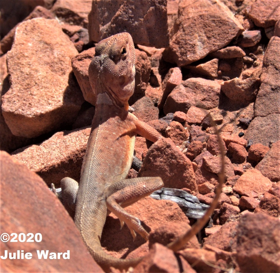 Slater's Ring-tailed Dragon (Ctenophorus slateri) - Kings Canyon, Northern Territory